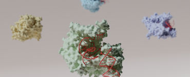 彩色蛋白质结构与红色可见dna