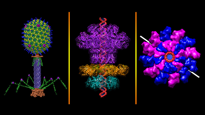 从不同角度看噬菌体的彩色图像