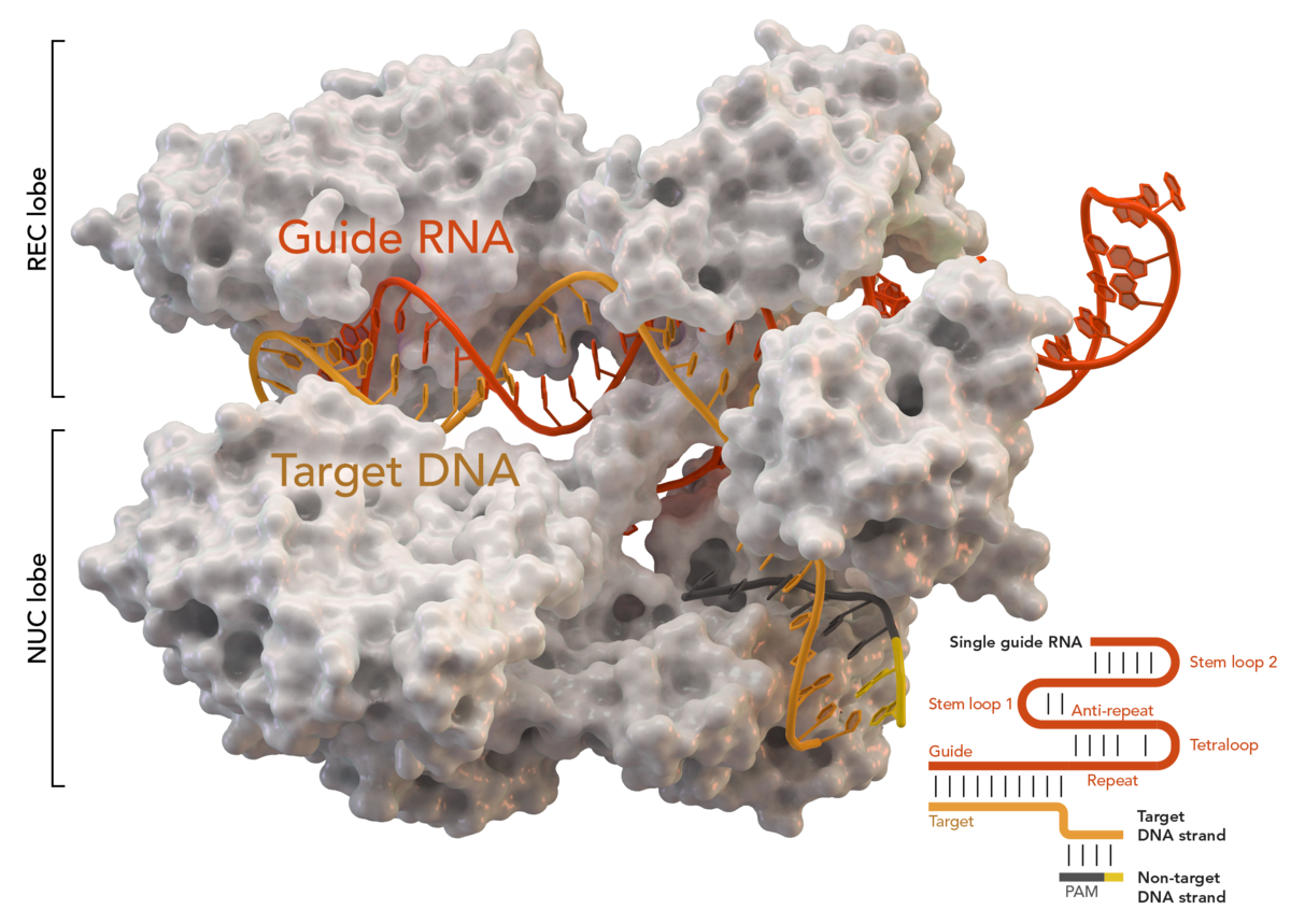 一个带有红色和橙色DNA的白色分子