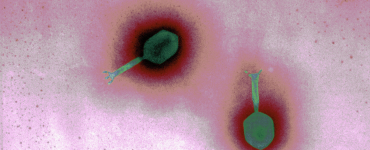 噬菌体